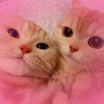 ʕ ̳• · • ̳ʔ