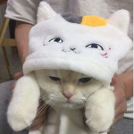 Cat group @w@