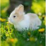 Rabbits bunny’s