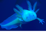 love.axolotls