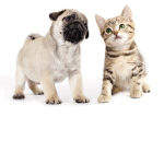 PUG + KITTY SQUAD