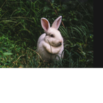 Team Des lapins