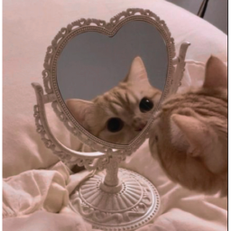⋆୨♡୧⋆
