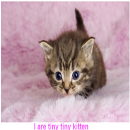 cute kitten! Roblox decal