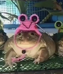 Tori Froggo Official