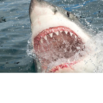 Rise of sharks