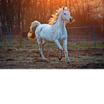 purple horse YT