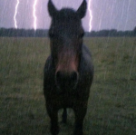 Crafted Hooves