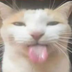 cat group and frend group