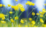 my buttercups
