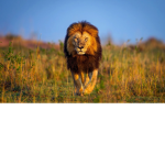 Lion Hotel's!
