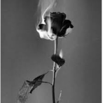 †Delicate Thorns†