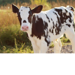 Film Cow Fan Club