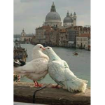 Bebe Birds!
