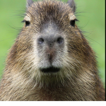 capybara lifers
