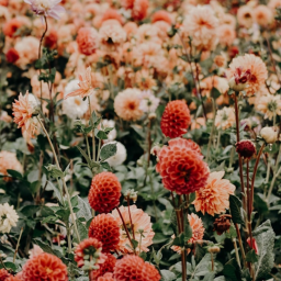 𝐀𝐞𝐬𝐭𝐡𝐞𝐭𝐢𝐜 𝐯𝐢𝐛𝐞𝐬🌸
