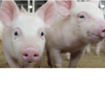 The pig group.