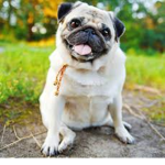 pug lords group