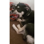 Oso is a rat
