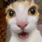 Seguidores de anthobony19