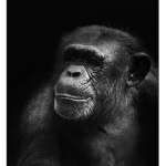 Monkey Gangggg