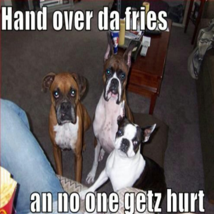 Funny dogs! Roblox decal