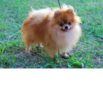 POMERANIAN FAN GROUP