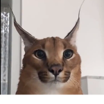 KlMBO