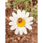 •-•~sunflower~•-•