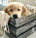 -Puppy Dreams-