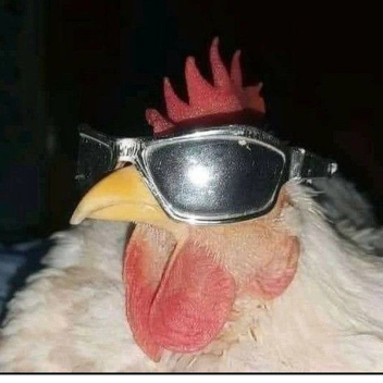 🐔Yeet a Chicken 🐔(UPDATE 1 🔥)