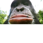 swag et