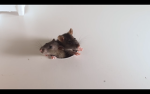 The little ratties