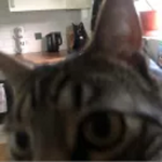 Flipp's UGC Group Thumbnail