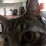 Flipp's UGC Group Thumbnail