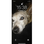 DJ mon chien