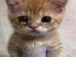 Dorito ツ