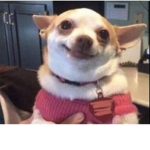 Dog brah