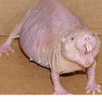 Rats RATATOUILLE REMMY Rat Rat army