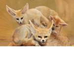 Wolfy family :D