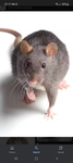 Rat fan club you can only join if you like rats