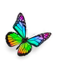 Sugar butterfly studios