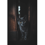 Night_Watcher