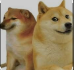 DOGE viva