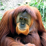 Monke Clan HQ