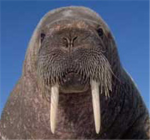 WALRus