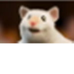 AMCY