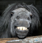 Thy there horse