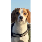 i realy love dogs