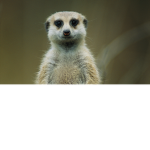 MeerkatGamers